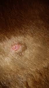 my 7 year old dog had a cyst on her
