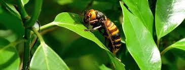asian giant hornet facts insects in