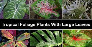 34 tropical foliage plants with large