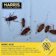 roach powder 99 boric acid