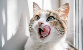 Mi gato saca mucho la lengua. ¿Es normal? | Hora Gatuna