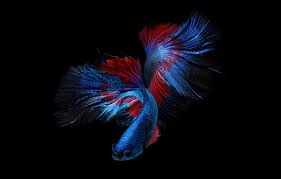 wallpaper blue red color fish black