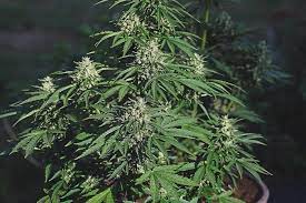 learn how to grow autoflowers week by