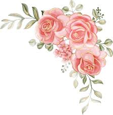 pink rose vectors ilrations for