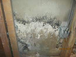 100 Pictures Of Mold In The Home