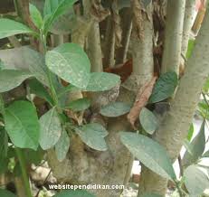 Pokok ketum, juga dikenali sebagai pokok biak (bahasa inggeris: Websitependidikan Com Blog Tentang Pendidikan