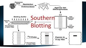southern blotting mybiosource