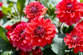 75 Types Of Red Flowers With Names And