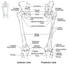 Bones Of The Lower Limb Anatomy And Physiology I