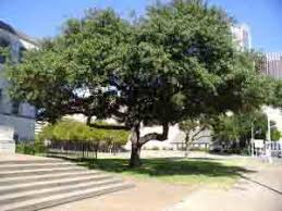 Professional tree trimming & removal services on hirerush.com. Tree Service Arborist Georgetown Tx Trimming Removal