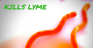 A Lyme Disease Antibiotic Guide Treat Lyme