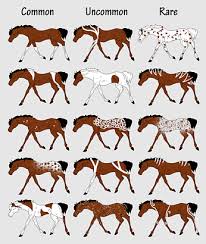 Pastern Sooty Horse Markings Equine