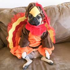 Image result for dogs in thanksgiving costumes