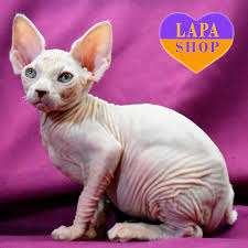 kiper is a snow white canadian sphynx