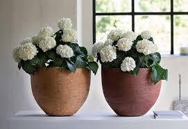 Pots And Planters From Medium To Huge