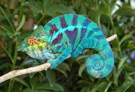 baby panther chameleon