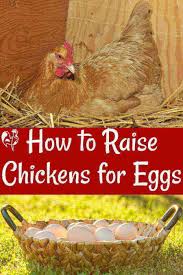 How do i stop predators attacking my hens? Raising Chickens For Eggs Basic Requirements