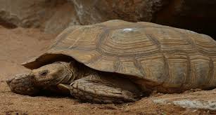 African Spurred Tortoise Food List Best And Worst Choices