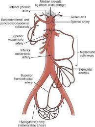 Arteries are blood vessels that carry blood away from the heart. Anatomy Of The Visceral Arteries Download Scientific Diagram