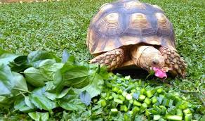 Sulcata Tortoise Care Guide Everything