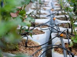 Tree landscape pruning and weed clearing contribute. Water For Greenhouses Information About Greenhouse Watering Systems