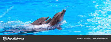 two dolphins pool dolphinarium banner