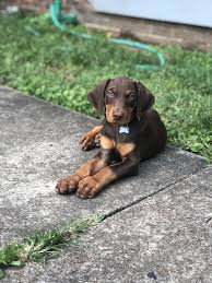 Other factors which affect doberman lifespan screening gives breeders information about the risk of dobermans passing on hereditary conditions to the next generation of doberman puppies. Doberman Puppies For Adoption The Y Guide