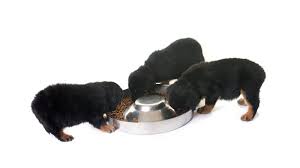 How Much Should I Feed My Rottweiler Rottweilerhq Com