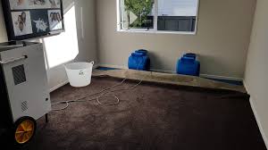 wet carpet drying tips by auckland