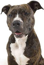 american pit bull terriers what s good
