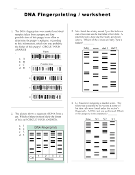 Dna fingerprinting relies on the fact that the dna code is universal for all living things and that there are. Dna Fingerprinting Worksheet
