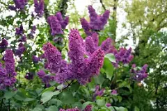 Image result for Lilac Flowers