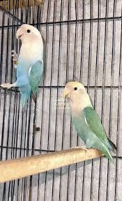 birds in low s parrots 1084883400