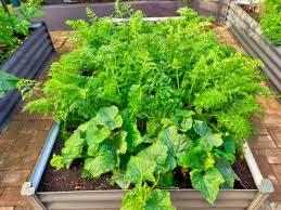 How To Grow Organic Vegetables And