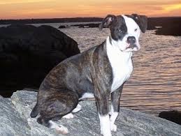 Find dogs and puppies locally for sale or adoption in cowichan valley / duncan : Valley Bulldog Dog Breed Information And Pictures