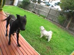 Their sturdy build doesn't weigh them. Bailey Our Staffie Kelpie Gets Adopted By Us 24jul2009 Youtube