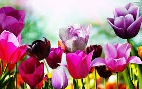 tulips free spring wallpaper 00951