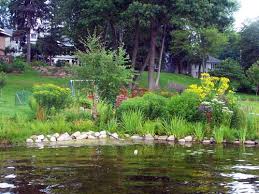 Image result for native plant ideas