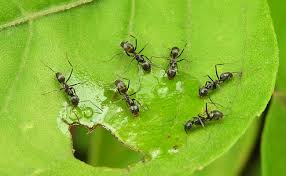fourmis dans la maison ou au jardin