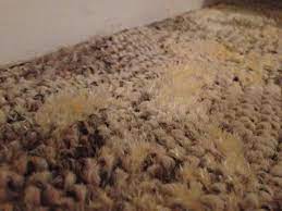mould infestation in your carpet