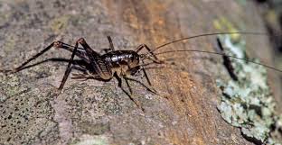 How To Get Rid Of Camel Crickets Pestclue