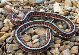 the garter snake a north american icon