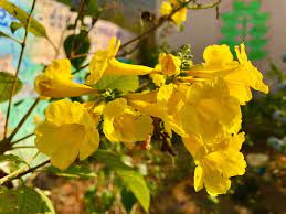 Laburnum, sometimes called golden chain, its closely related to vishu. Tecoma Stans Wikipedia