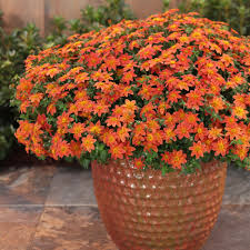 orange flowers for your garden