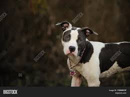 Blue american staffordshire terrier puppies. Spotted Blue Nose Image Photo Free Trial Bigstock