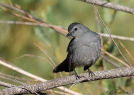 gray catbird out in the open at least
