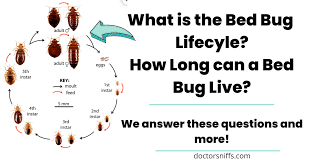 What Is The Bed Bug Life Cycle And How