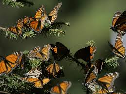 monarch erfly migrations have an