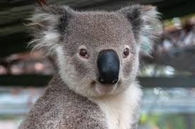 В этом видео мы познакомим вас с самыми забавными и. Avstraliya Zhivotnye Koala Besplatnoe Foto Na Pixabay