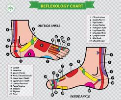 Foot Organ Chart Foot Reflexology Chart Stock Vector